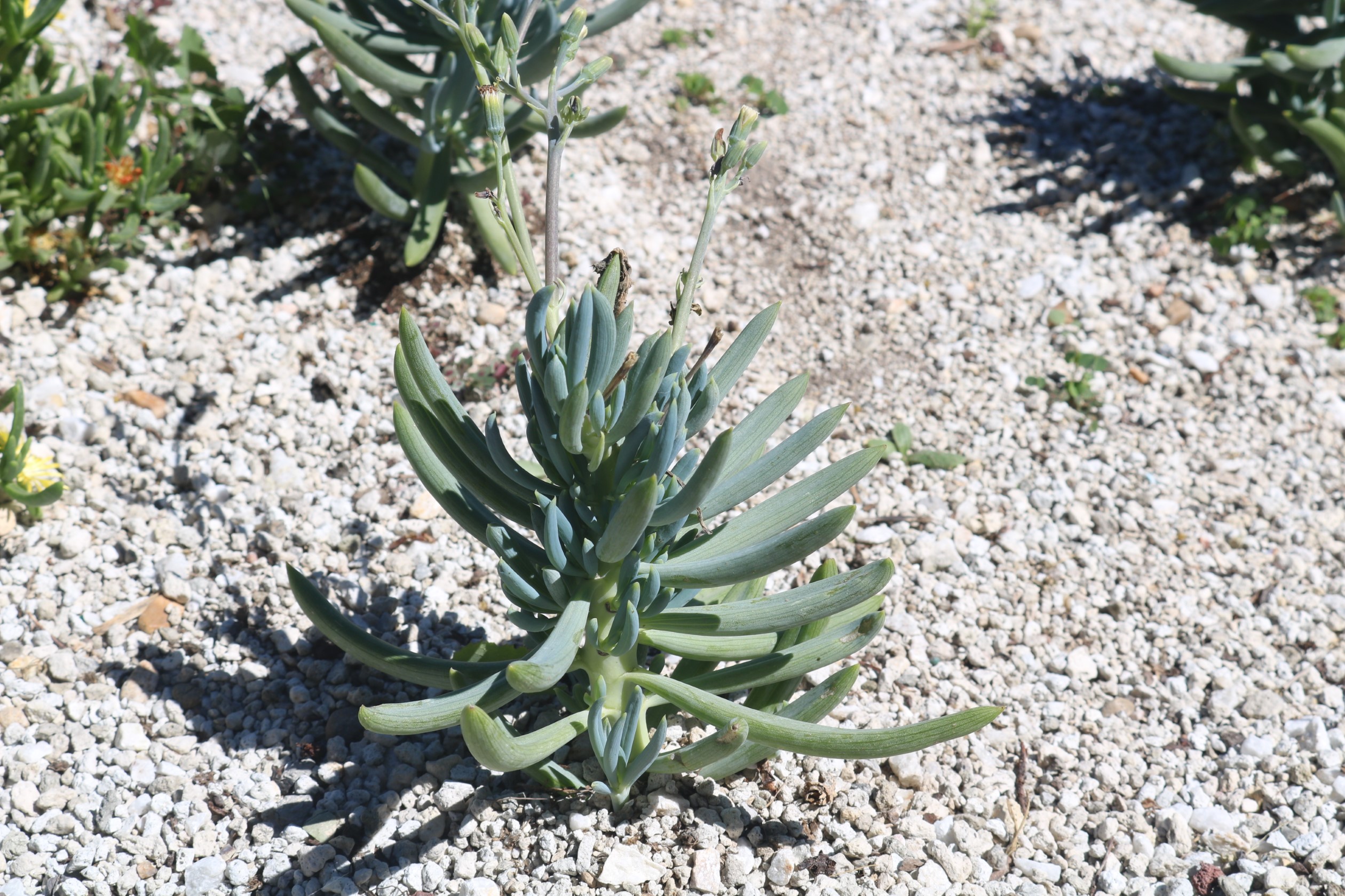 Blue chalksticks image two