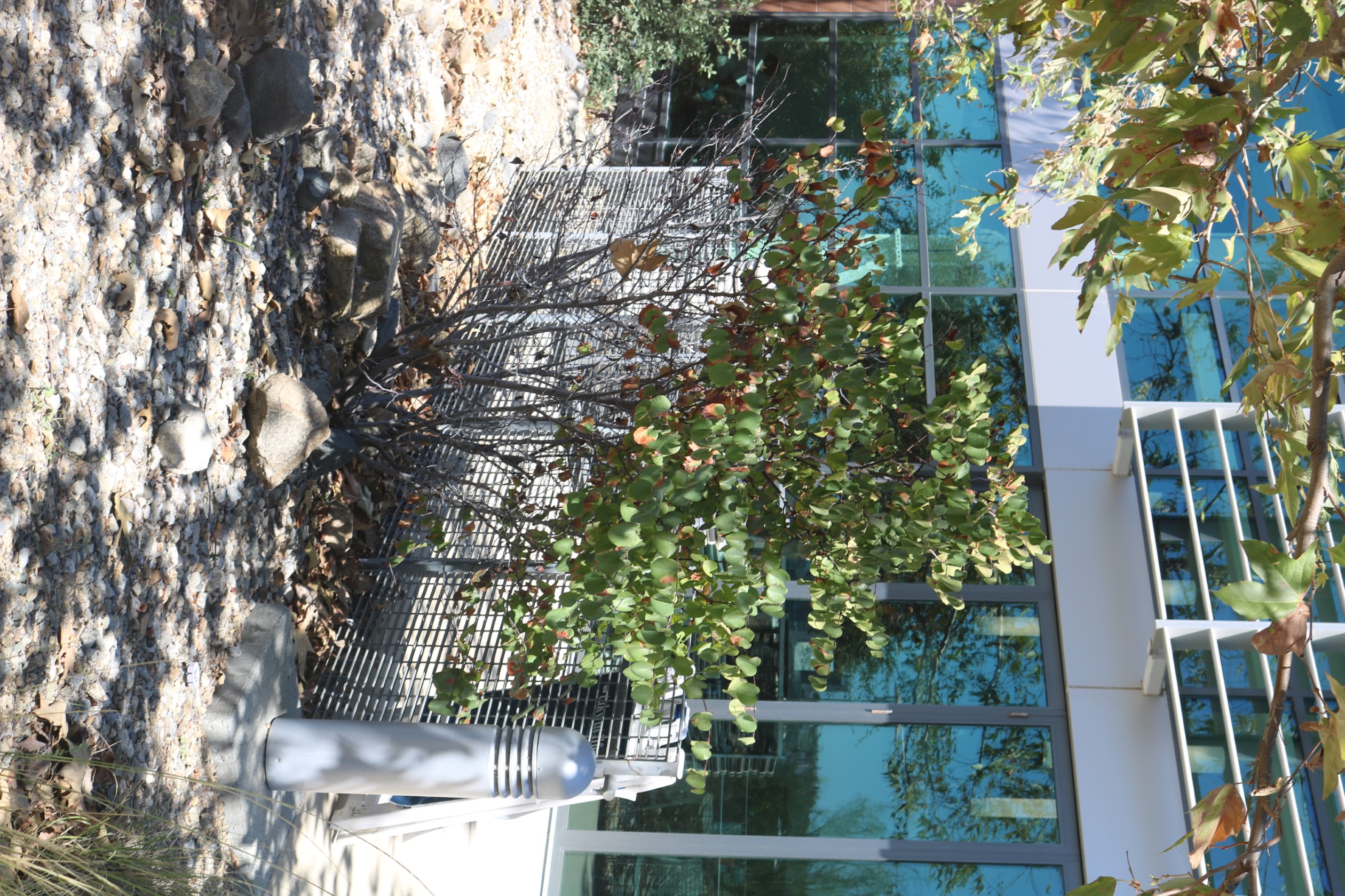 Western redbud image two