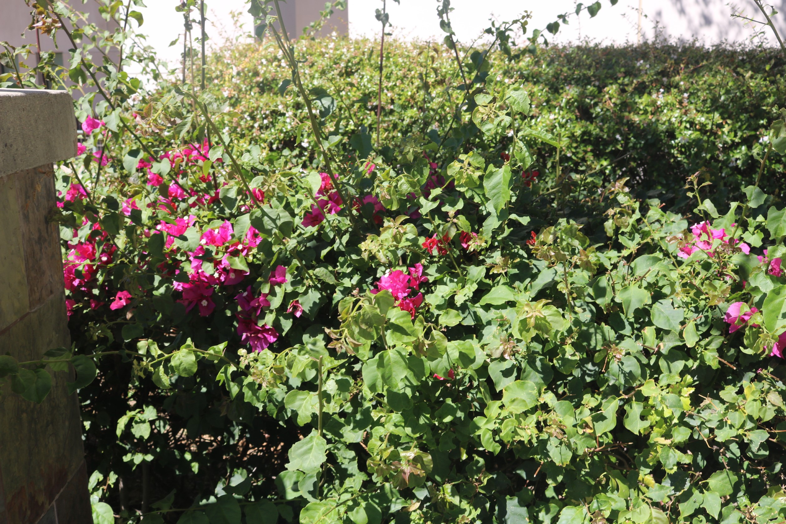 Vera Deep Purple bougainvillea image two