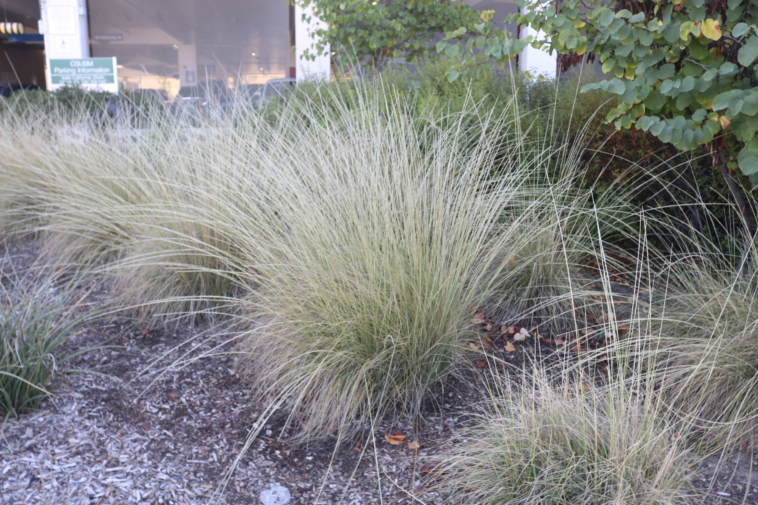 Deer grass image two