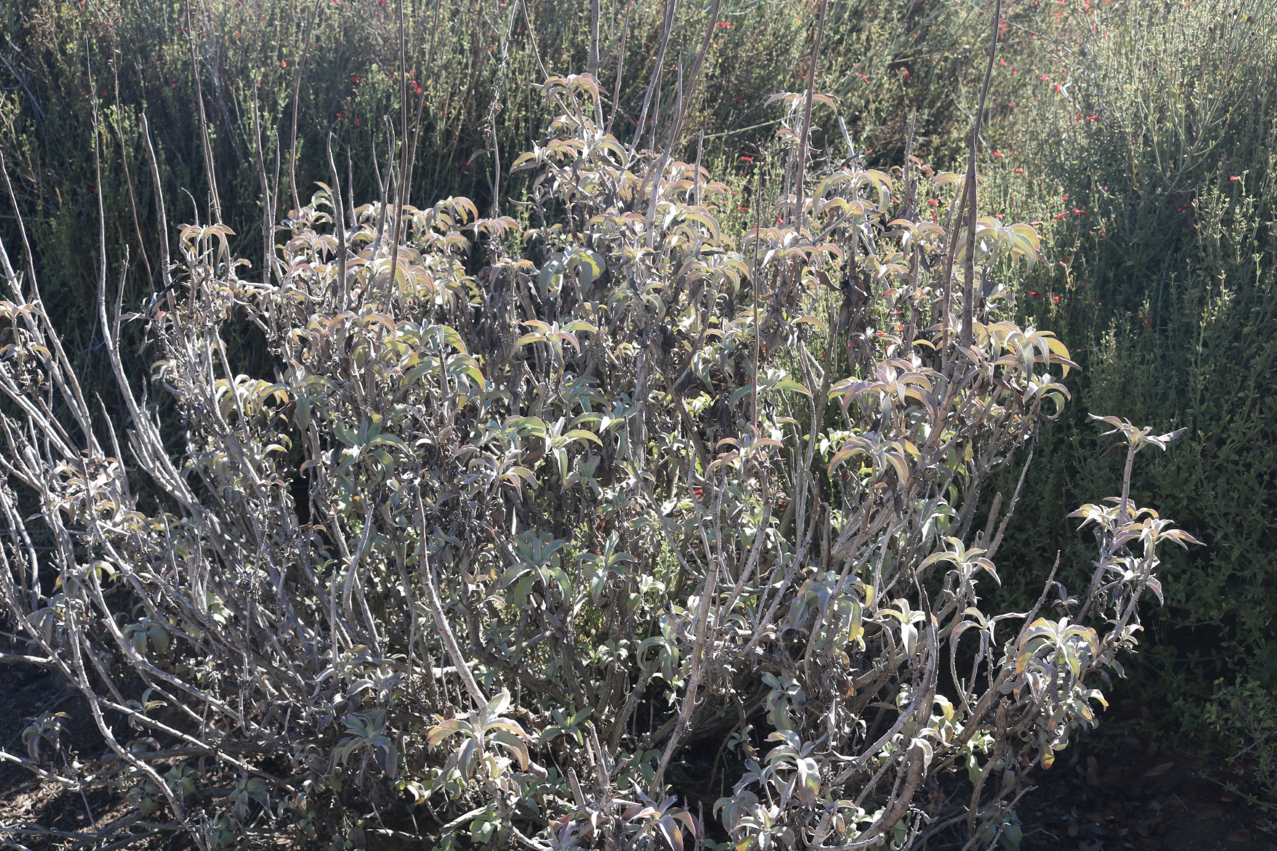 White sage image two