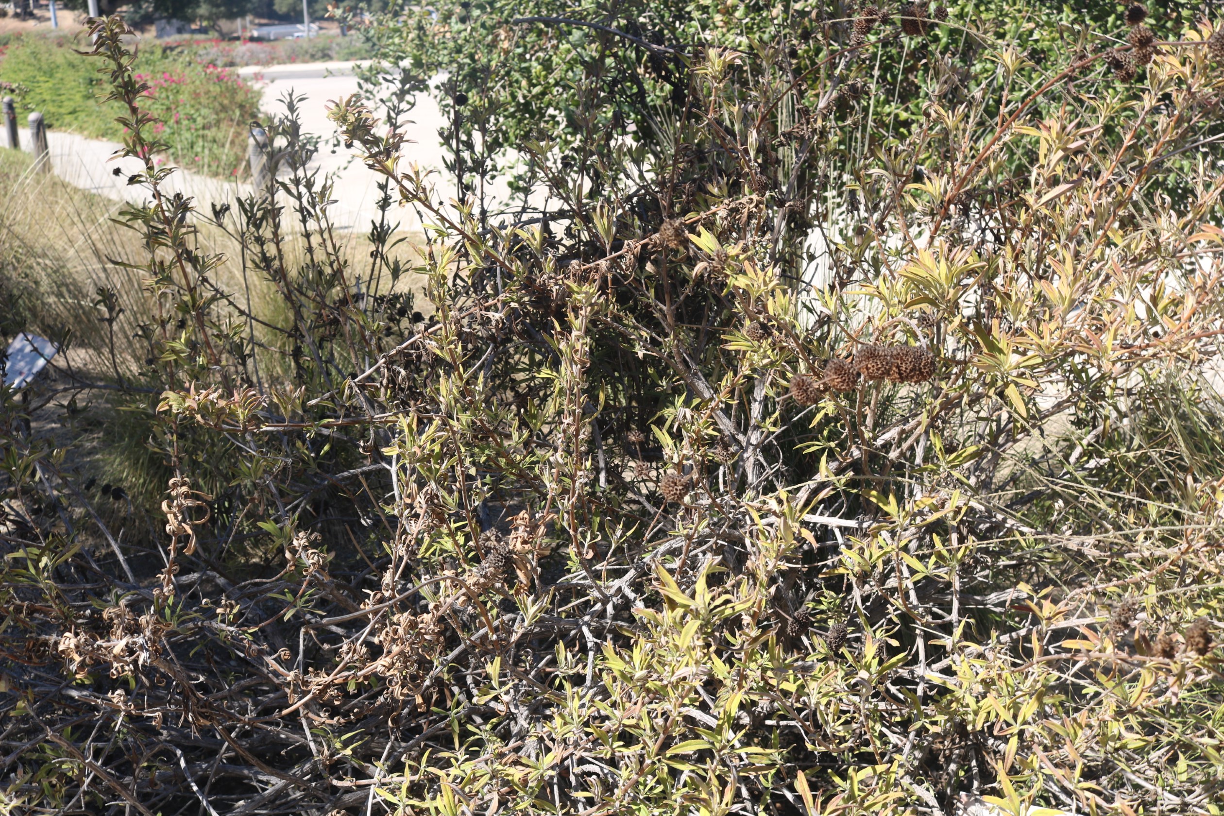 Black sage image two