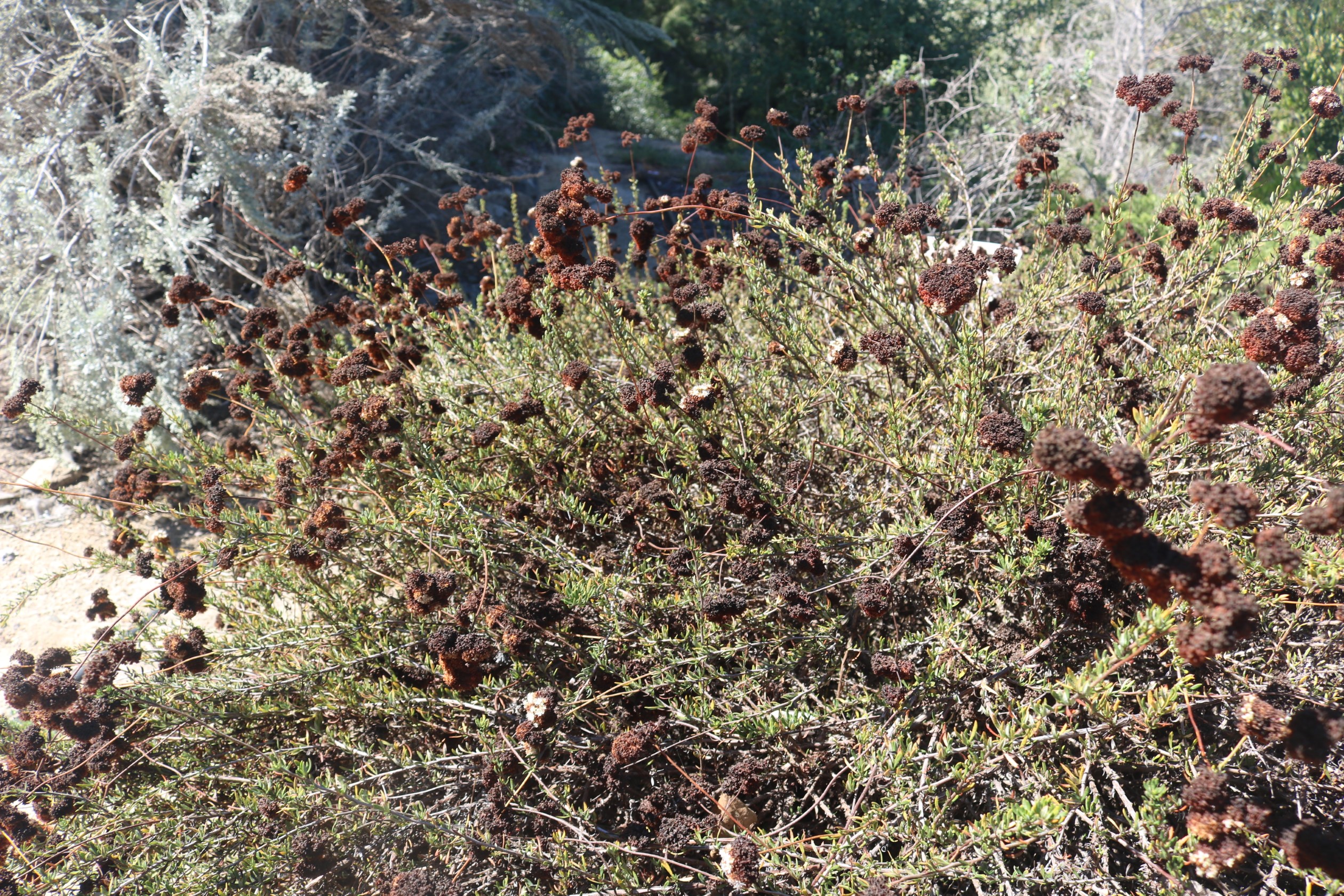 California buckwheat image two