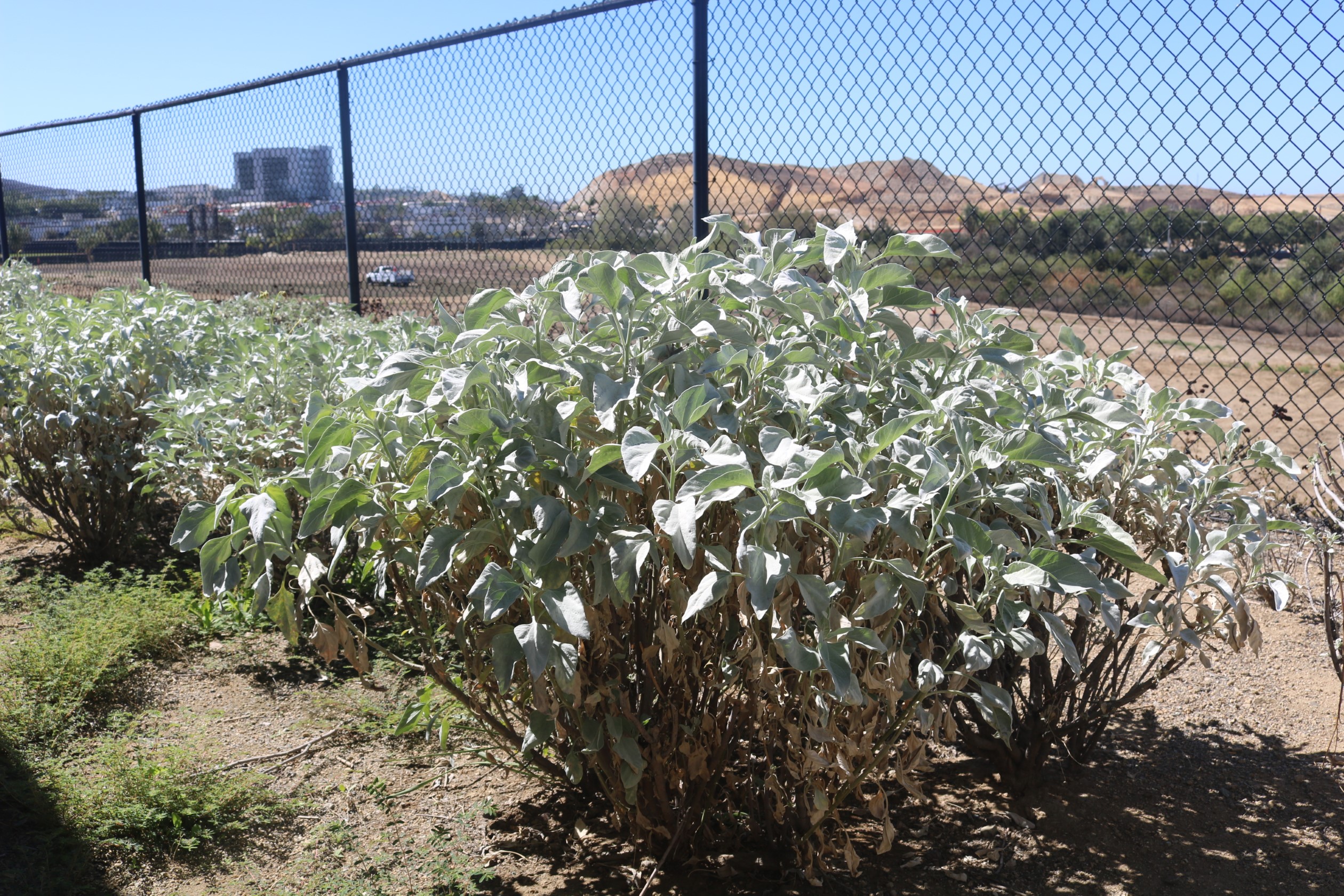 Brittlebush image two