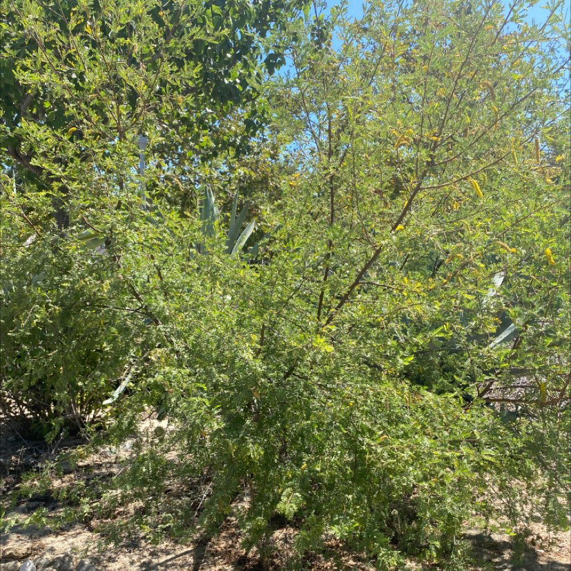 Prosopis Pubescens