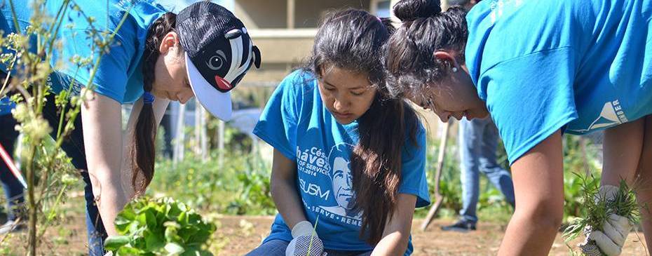 Participants in César Chávez Day of Service clear weeds