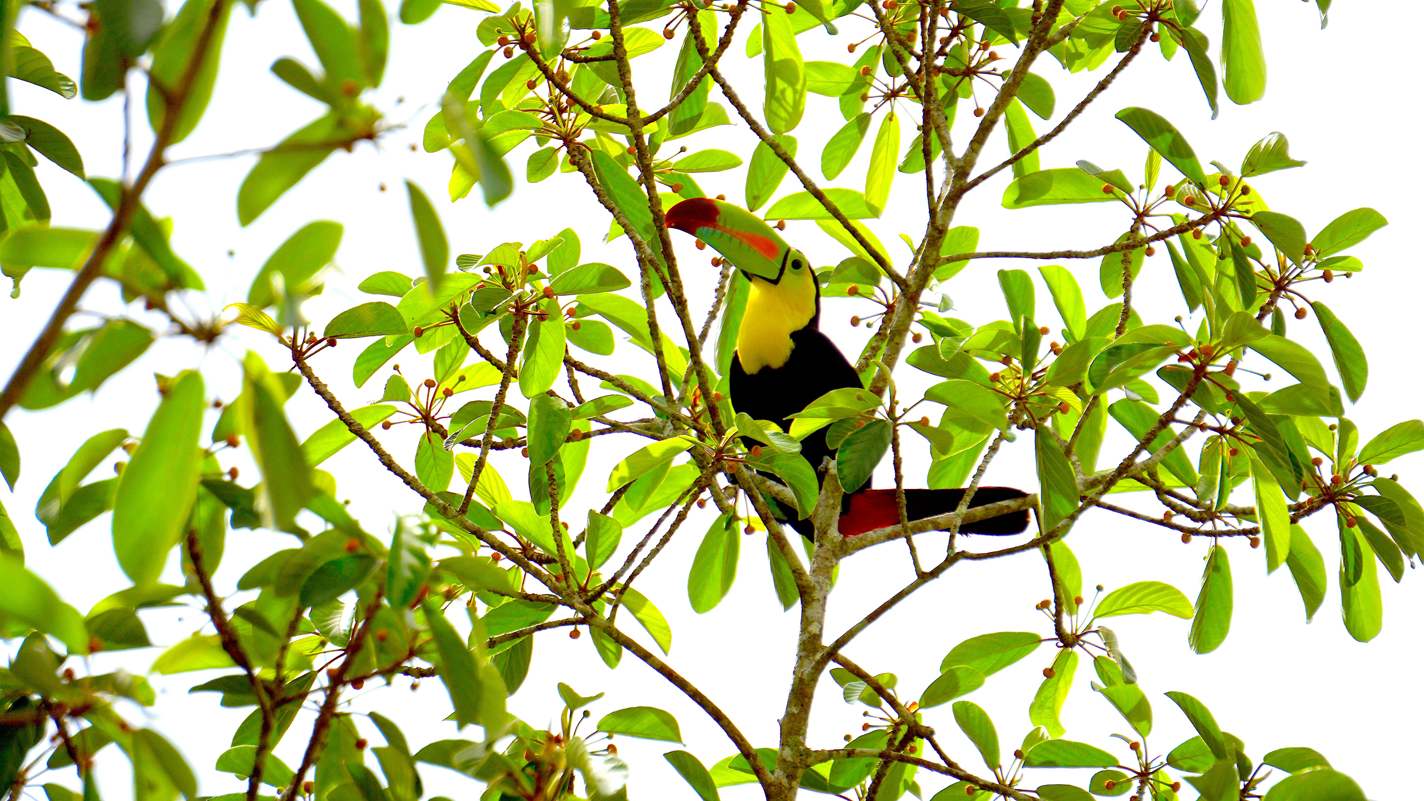 Keel Billed Toucan in Belize