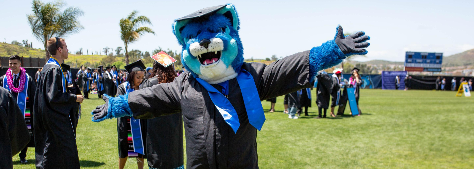 Crash the Cougar in Bachelor's Regalia