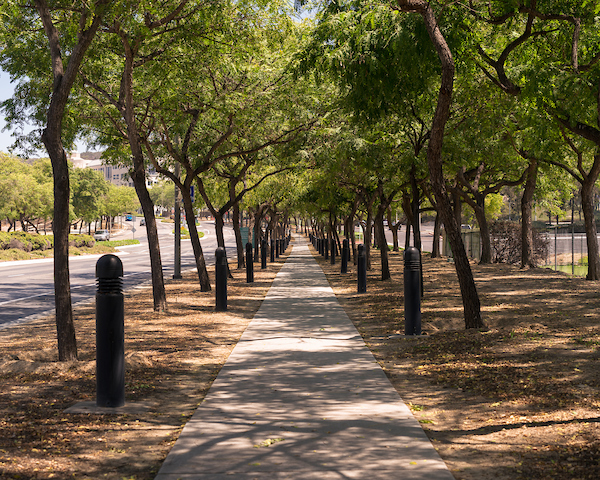 Tree-lined walkway on campus