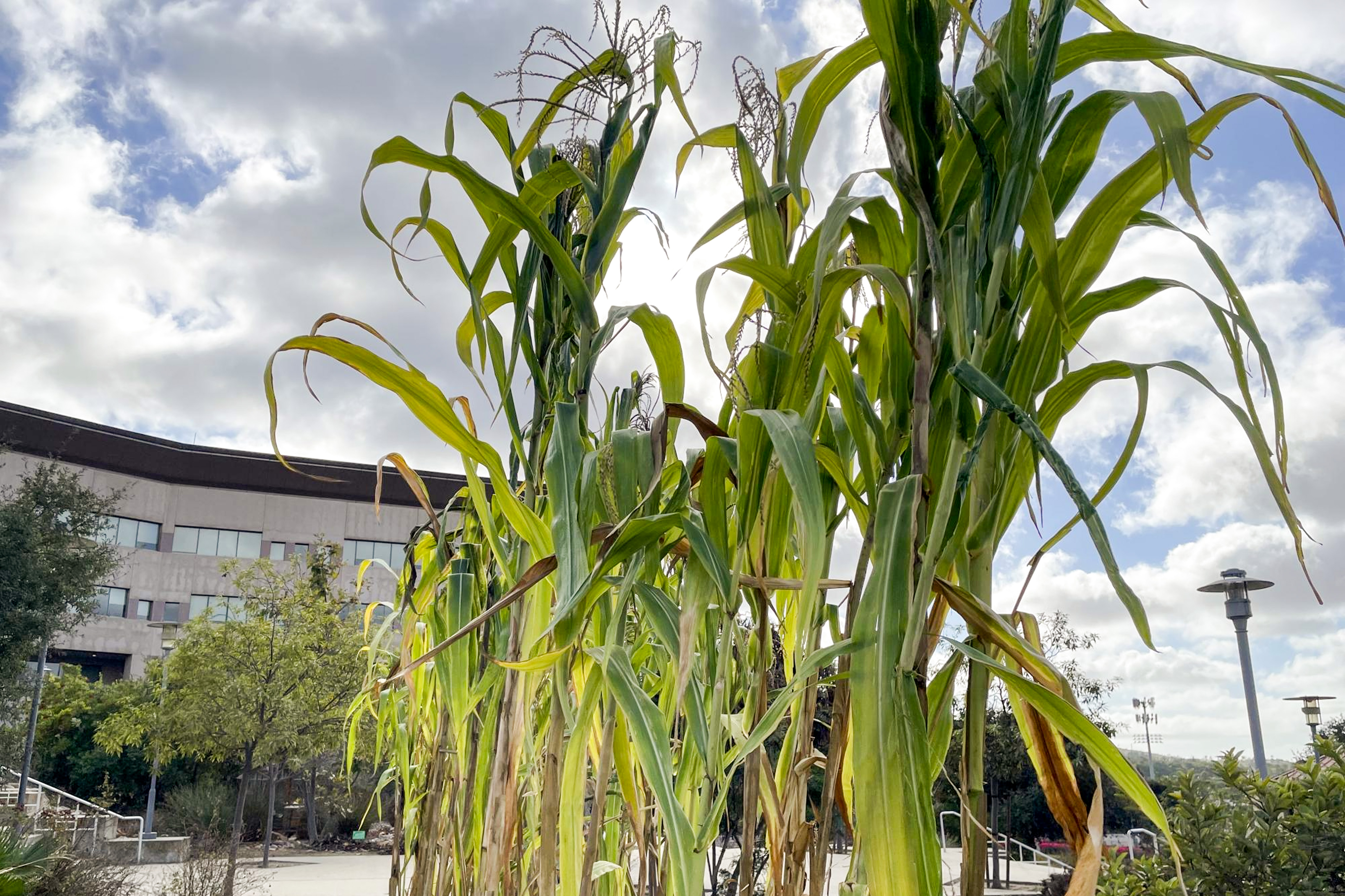 cornstalk milpa hub