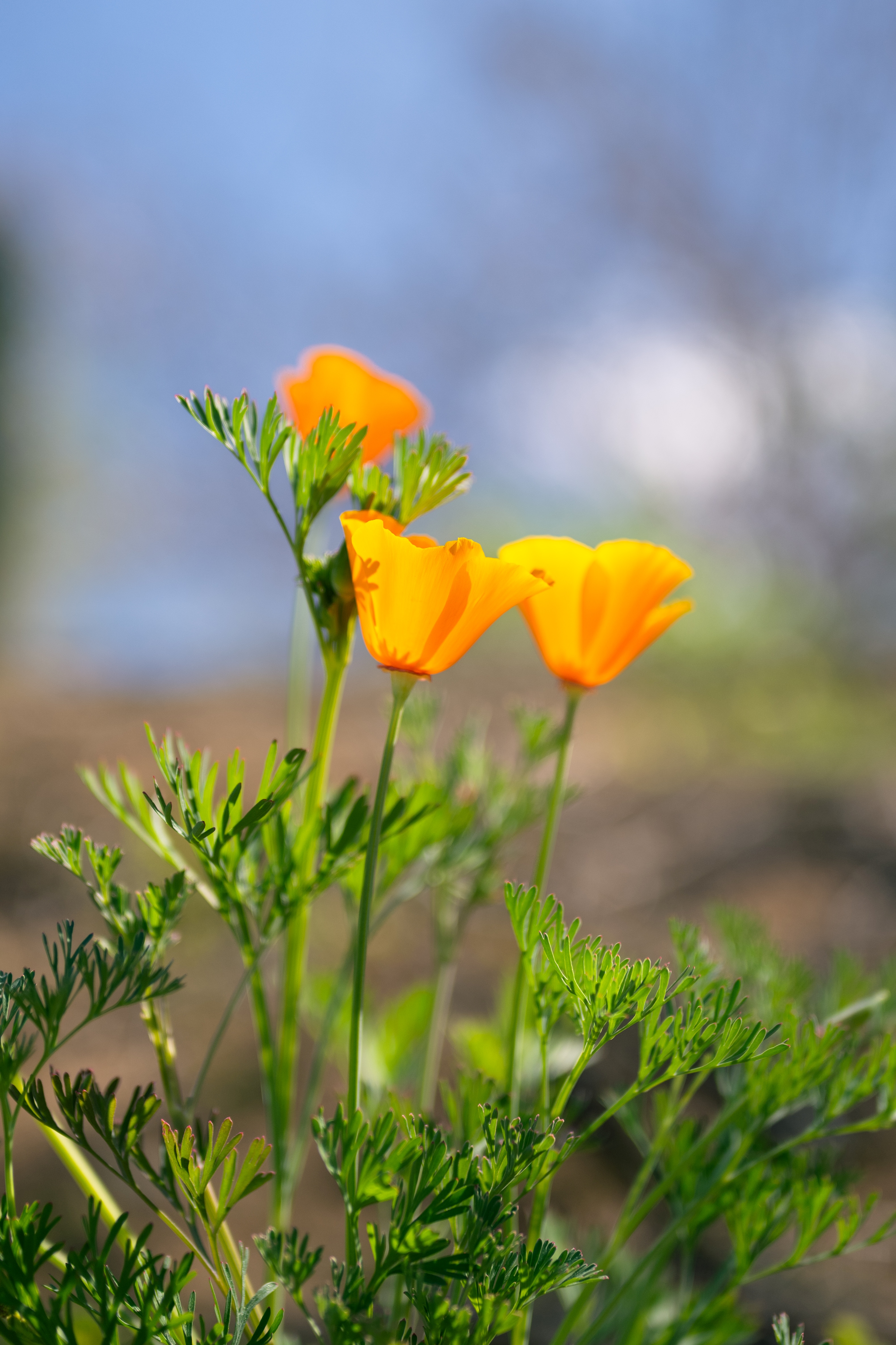 Poppy Flowers
