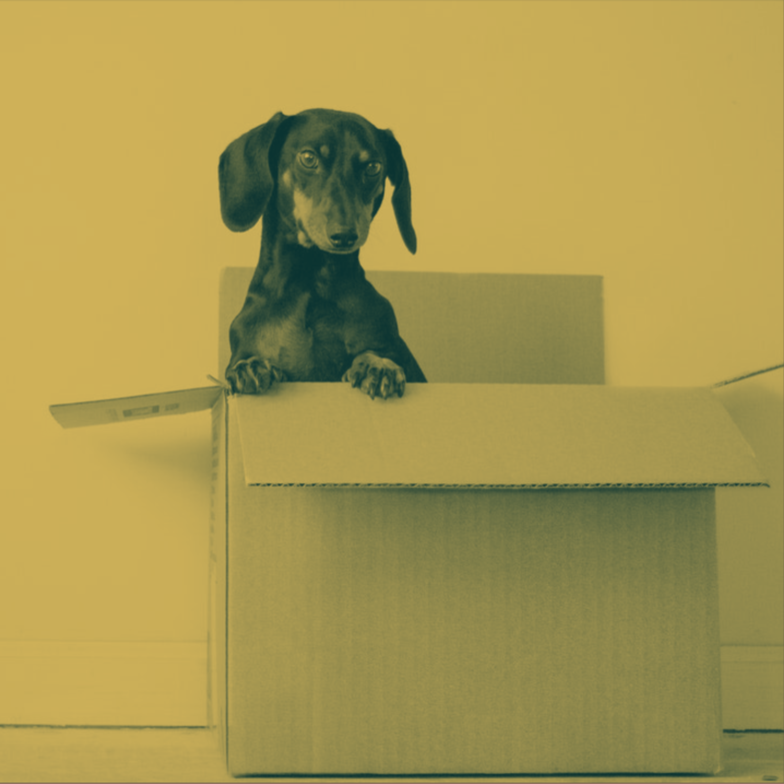 A dog in carton box