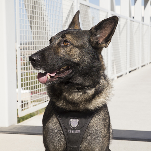 Armor dog