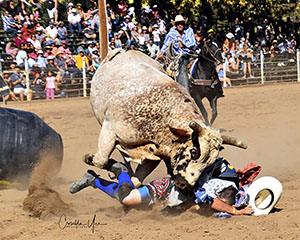 Rodeo clown distracting a bull
