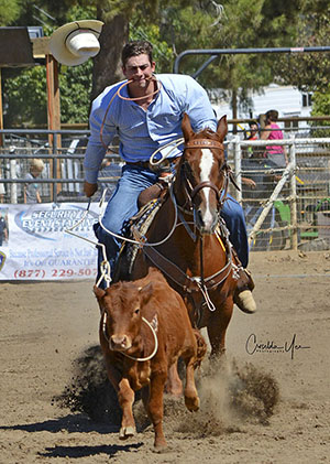 Cowboy on a horse rangling a calf