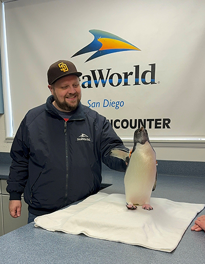 Man petting a penguin at Seaworld