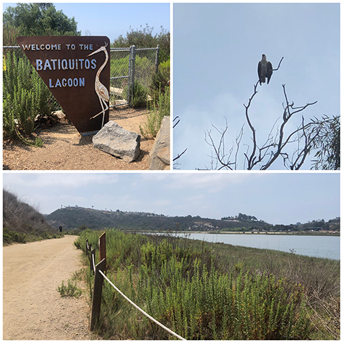 Welcome sign, Osprey perched in a tree, Batiquitos Lagoon and trail