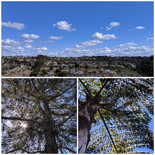 San Diego Botanical Gardens - trees and 180 degree view